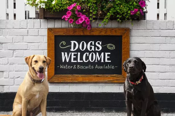 Is your favourite pub dog friendly? Nominate it for an award